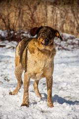 Portrait of a dog in winter nature. A dog on a walk in winter.