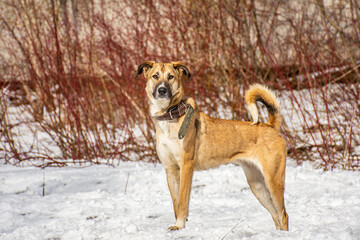 Portrait of a dog in winter nature. A dog on a walk in winter.