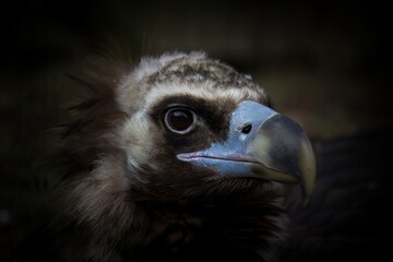 Cinereus Vulture, European Black vulture 