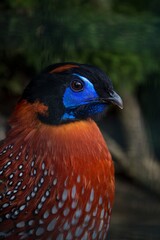 Colorful  pheasant Temminks Tragopan closeup portrait