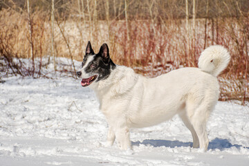 portrait of a white dog with a broken paw