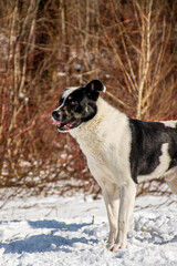 Portrait of a dog in winter nature. A dog on a walk in winter. The old dog