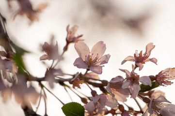 夕日を浴びて透ける桜の花