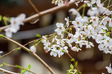 散りはじめの白い桜