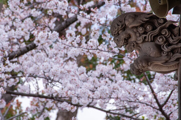 神社の柱飾りと桜