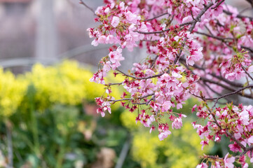 公園の春の桜