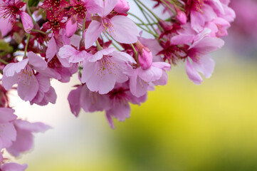 春の桜