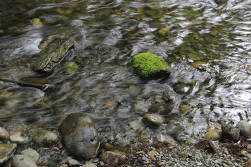 river in the forest