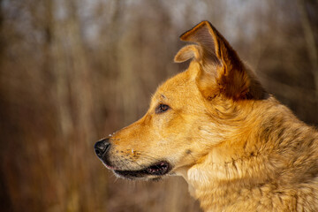Portrait of a dog in winter nature. A dog on a walk in winter.