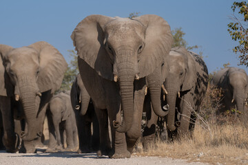 Obraz na płótnie Canvas a herd of African elephants walking along the road to the watering hole of namibia