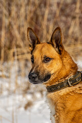 portrait of a dog. A stray dog. A mongrel dog. a dog on a walk in winter.