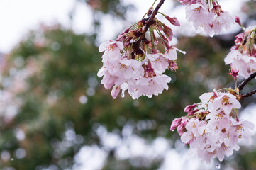 雪の中水滴らせる新春の桜