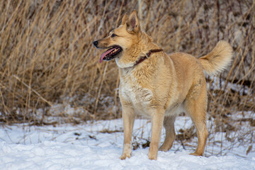 portrait of a dog. A stray dog. A mongrel dog. a dog on a walk in winter.