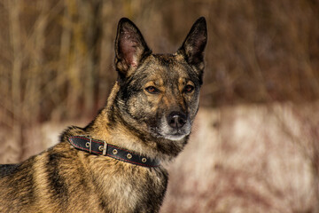 portrait of a dog. A stray dog. A mongrel dog. a dog on a walk in winter.