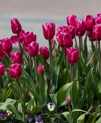 Bright tulip flowers, spring nature.