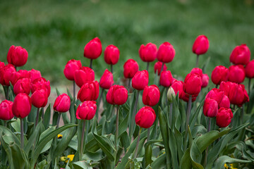 Bright tulip flowers, spring nature.