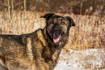 portrait of a dog. A stray dog. A mongrel dog. a dog on a walk in winter.