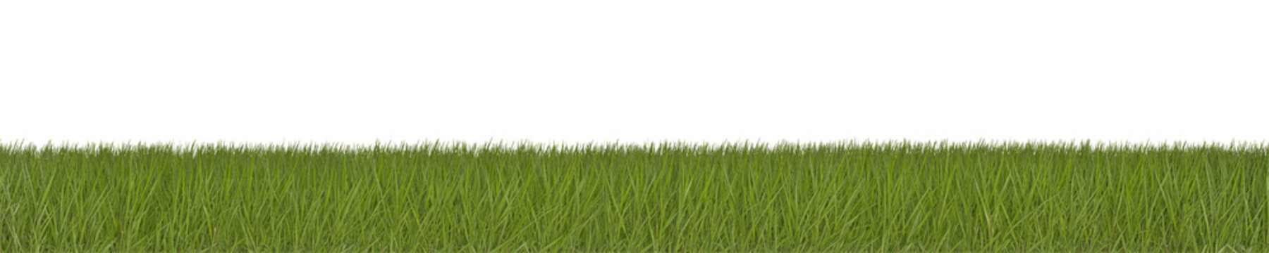 Green Grass isolated on PNG Transparent background. © mabaci