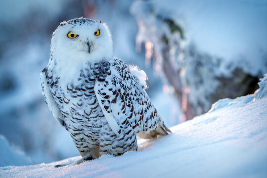 snowy owl in winter on snow