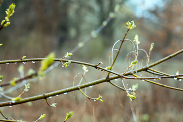 Close up raindrops on maple twigs concept photo. Growing leaves. Soft focus. Front view photography with blurred background. High quality picture for wallpaper, travel blog, magazine, article