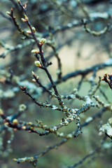 Close up lichen branches with small leaves buds concept photo. Spring time. Front view photography with blurred background. High quality picture for wallpaper, travel blog, magazine, article