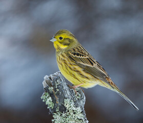 Yellowhammer (Emberiza citrinella) sitting on a branch in winter.
