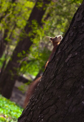 Close up wild small squirrel climbing up tree in park concept photo. Wildlife. Front view photography with blurred background. High quality picture for wallpaper, travel blog, magazine, article