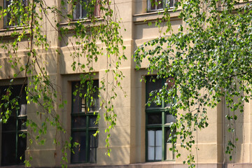 Fototapeta na wymiar Window on the historical building facade and tree branch with green leaves. Selective focus.