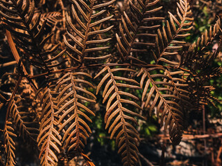 Dry fern leaf