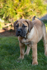 Obraz premium Junger Jagdhund im Grünen. Reinrassiges Hündchen. Welpe