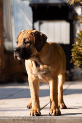 Boerblel Welpe in der Sonne. Afrikanischer Bauernhund. 