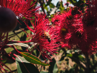 Red eucalypt flower