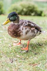 Naklejka na ściany i meble Anas platyrhynchos duck in an outdoor park being free to eat and play on the grass