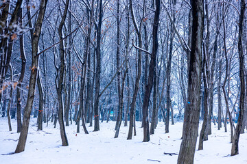 Snow-covered nature park in rural Japan.