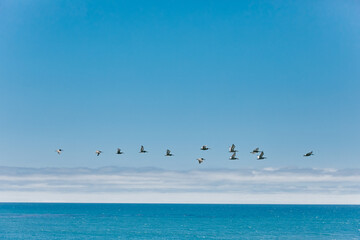 Flock of seagulls flying over ocean during summer in Baja, Mexico.