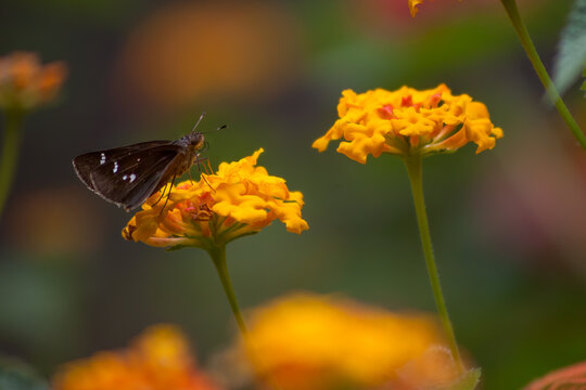 A Clouded Skipper and Wildflowers