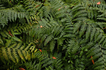 Green Ferns in Huckleberry Preserve After Rainstorm