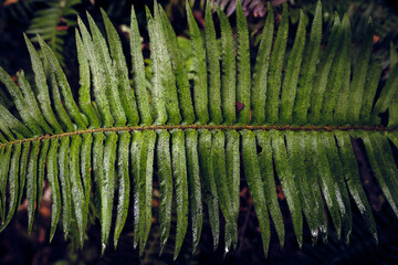 Green Fern in Huckleberry Preserve After Rainstorm