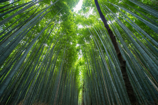 bamboo forrest at Arashiyama Bamboo Groove near Kyoto