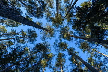 Fototapeta premium Looking up to the sky in pine forest