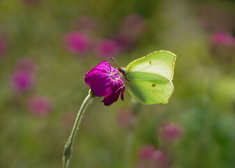 brimstone butterfly on red flower,zitronenfalter auf roter blüte