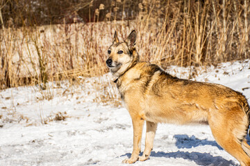 Fototapeta na wymiar portrait of a dog. A stray dog. A mongrel dog. a dog on a walk in winter.