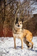 portrait of a dog. A stray dog. A mongrel dog. a dog on a walk in winter.