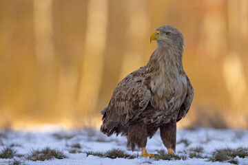 Bielik (Haliaeetus albicilla) © Grzegorz