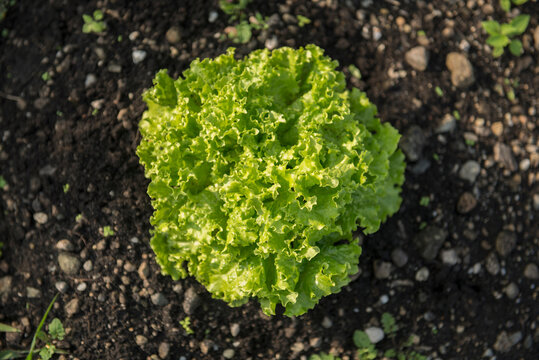 Lettuce from above earth close-up vegetable garden