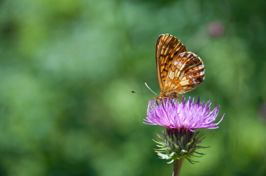 Knapweed Fritillary (Melitaea phoebe occitanica) on Plume Thistle, Austria - Powered by Adobe