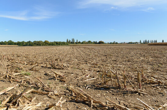 View of maize stubble field
