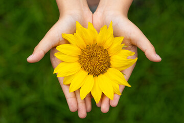The sunflowers are wrapped around the hands.