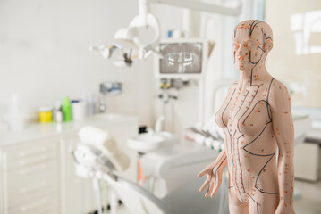 Anatomical model in dentist's office, Munich, Bavaria, Germany