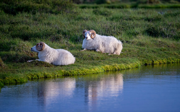 Ramsnase Bilder Durchsuchen 383 Archivfotos, und